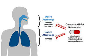 Die Bauchspeicheldrüsenmedikamente Camostat und Nafamostat hemmen die Vermehrung von SARS-CoV-2 in Lungengewebe.