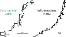 Wie auch der Stammbaum des Influenzavirus H3N2(rechts) zeigt der Stammbaum des landläufigen Erkältungscoronavirus 229E(links) eine asymmetrische Form, die auf eine Flucht vor dem Immunsystem (Antigen-Drift) hindeutet. Skala: Mutationen pro Erbgut-Baustein
