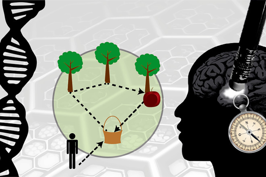 Grafische Darstellung des Aufbaus für einen Navigationstest: Rechts ein Kopf mit Kompass und Taschenlampe. In der Mitte ein Mensch und sein Weg zu drei Bäumen, einem Apfel und einem Korb. Links eine DNA.