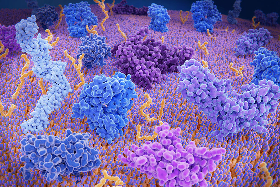 Grafische Darstellung der Oberfläche einer Abwehrzelle des Immunsystems.