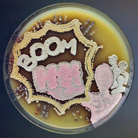 Bakterien-Kunst