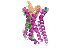 Strukturmodell eines Proteins, des sogenannten Melanokortin-4-Rezeptors