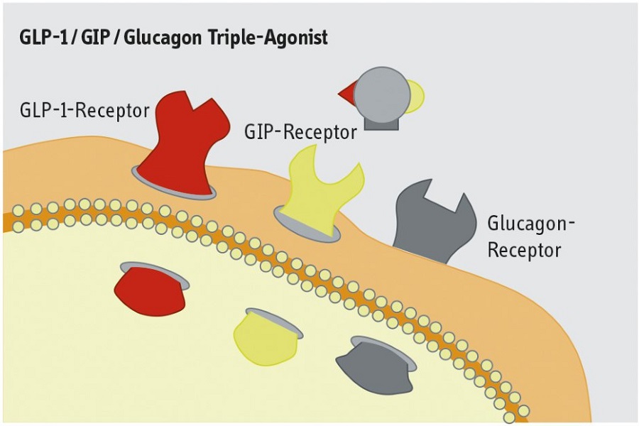 Die Grafiken zeigen das Funktionsprinzip von Dual- und Triple-Agonisten. Der GLP1/GIP/Glukagon-Triple-Agonist kann an GLP1-Rezeptoren, GIP-Rezeptoren und Glukagon-Rezeptoren binden. 