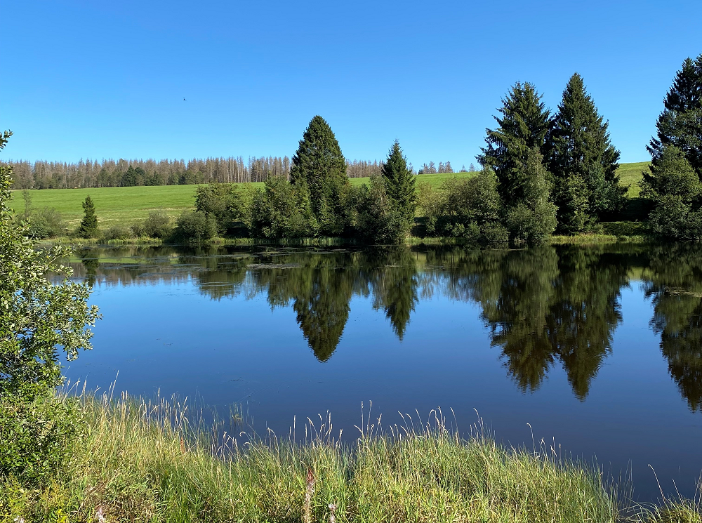 Ein Teich in mitten einer Wiese, umstanden von Fichten, darüber blauer Himmel