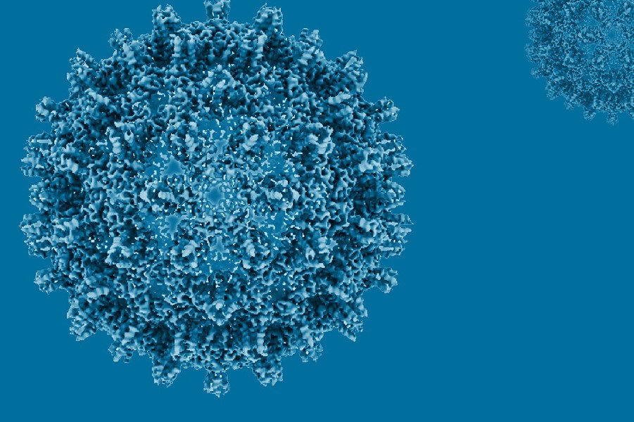  Cryo­-elektronenmikroskopische Rekonstruktion eines Hepatitis­-B-­Virus-­Core-­Capsids