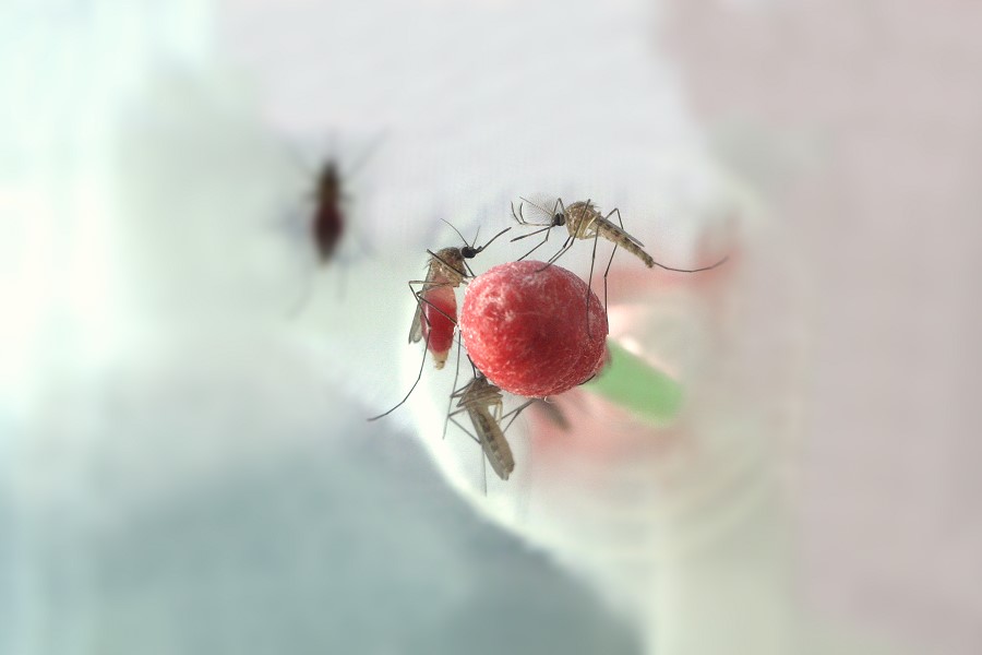 Drei Stechmücken saugen im Labor an einer Blutprobe. 