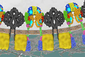 Modelldarstellung von Zellen der Bauchspeicheldrüse