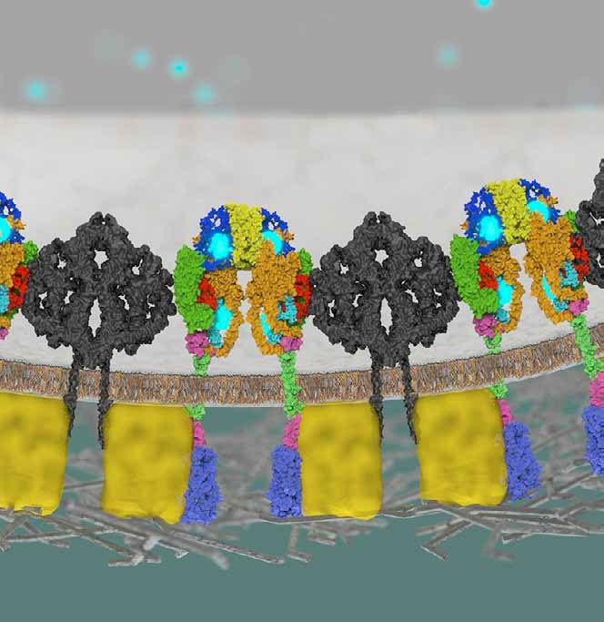 Modelldarstellung von Zellen der  Bauchspeicheldrüse