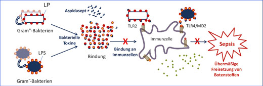 Bildquelle: Heinbockel et al., Antim. Agents Chemother. 2013, 57 (3): 1480–1487 (modifiziert)