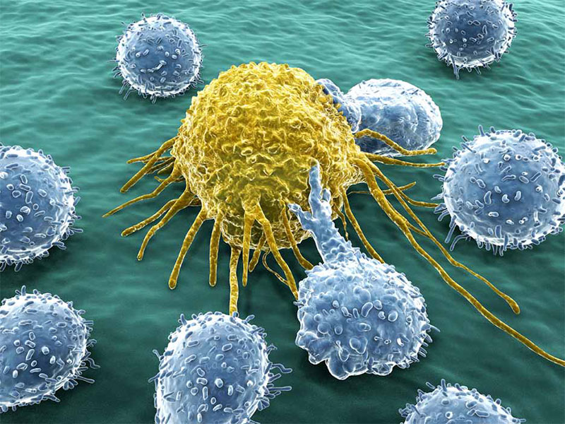 Immunzellen (blau) greifen eine Tumorzelle an. Diesen Mechanismus wollen Forscherinnen und Forscher für neuartige Krebstherapien nutzen.