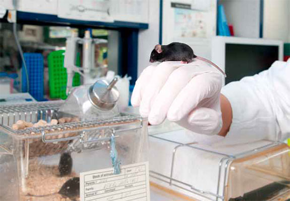 Bei Mäusen funktioniert die Gentherapie: Sie schützt die Tiere vor der Neugeborenen-Kardiomyopathie. Nun sollen weitere Untersuchungen zeigen, ob die Behandlung auch für den Menschen geeignet sein könnte.