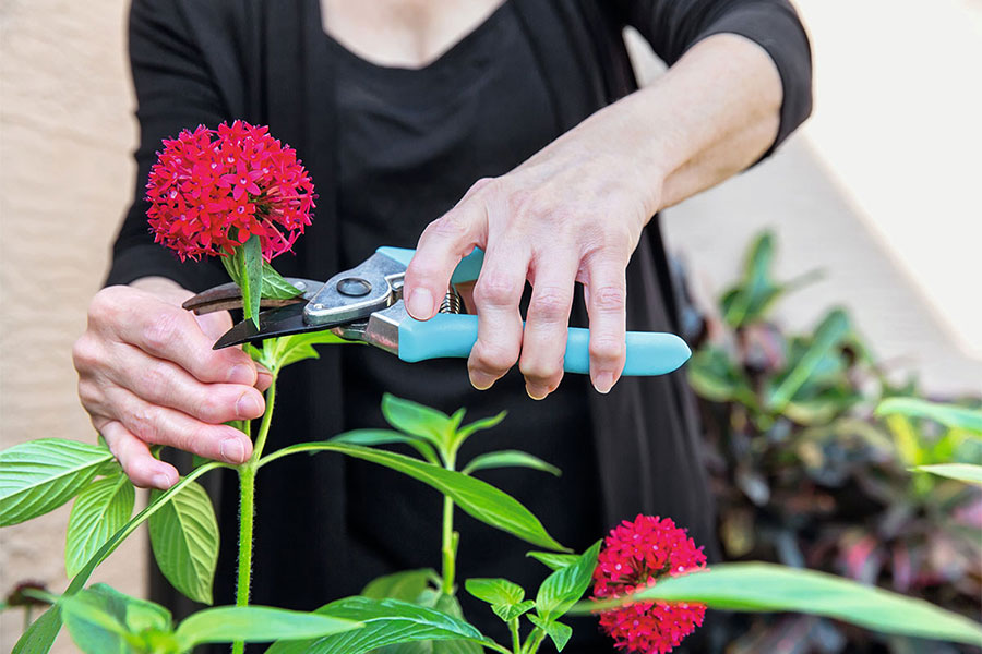 Patientin mit rheumatoider Arthritis schneidet mit einer Gartenschere eine Blume ab.