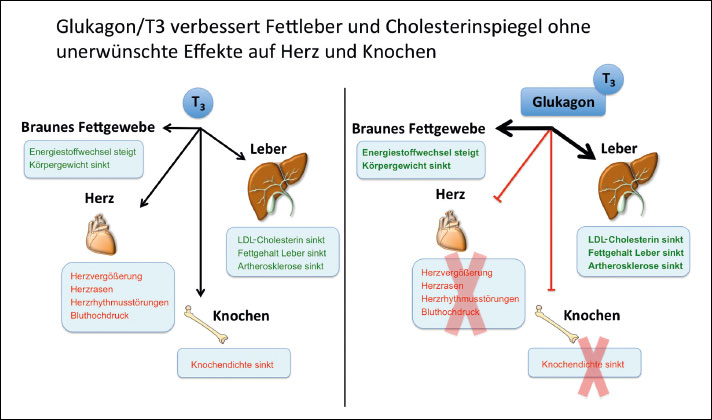 Grafische Darstellung der T3 und der T3/Glukagon-Wirkung auf das Braune Fettgewebe, das Herz, die Knochen und die Leber.