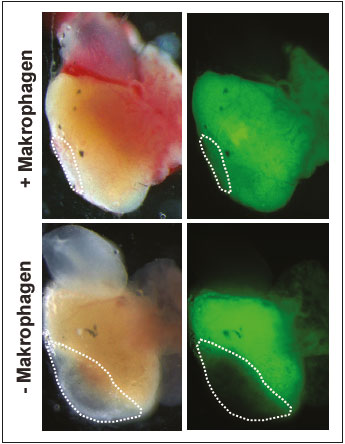 Zebrafischherzen heilen nach einer Verletzung nahezu vollständig aus (obere Bildreihe). Werden die Makrophagen jedoch inaktiviert, vernarben die Herzen (untere Bildreihe). In der rechten Bildspalte leuchten die Herzmuskelzellen grün. Die Narbenbildung (punktierte Linie) tritt dadurch im Bild rechts unten besonders deutlich hervor.