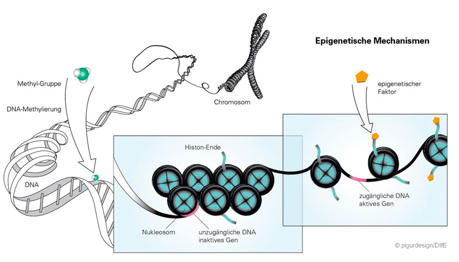 Epigenetische Mechanismen