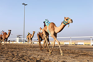 Dromedare werden in den arabischen Ländern unter anderem für den Rennsport gehalten. Mit MERS infizierte Tiere leiden häufig nur unter einem harmlosen Schnupfen.