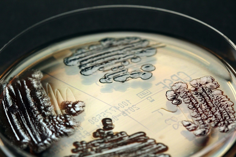 Multiresistente Enterobakterien in einer Petrischale.