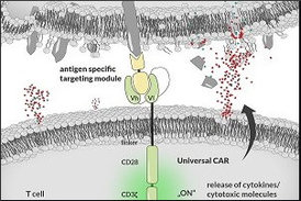 Zeichnung: Eine Immunzelle (T-Zelle, unten) wird mit UniCAR modifiziert, so dass sie die Krebszelle (oben) abtöten kann