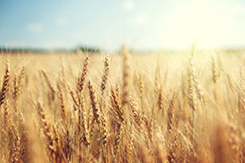 Goldenes Weizenfeld und sonniger Tag