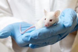 Ein Wissenschaftler hält eine weiße Labor-Maus in den Händen