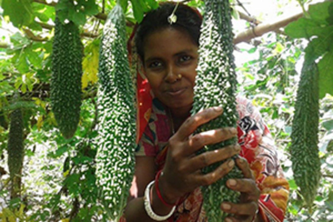 Eine indische Frau zwischen "Bitter gourd" Pflanzen