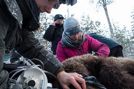 Zwei Personen sitzen neben einem betäubten Braunbären und nehmen ihm Blut ab.