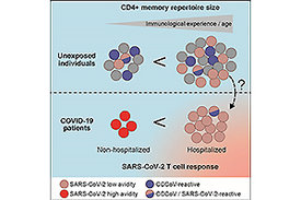 Bei COVID-19-Erkrankte mit einem milden Verlauf fand das Forschungsteam vor allem T-Zellen, die das Virus sehr gut erkennen, während die T-Zellen bei Erkrankten mit schweren Verläufen SARS-CoV-2 nur schlecht erkennen.