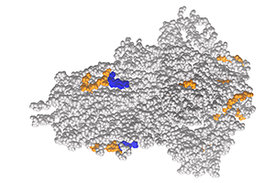 Grafik eines Teils des Spike-Proteins von SARS-CoV-2. Antikörper-Bindungsstellen sind farbig dargestellt: Covid-19-spezifische Antikörper binden an die orangenen Bereiche. Blaue Bereiche werden wohl auch von Antikörpern gegen andere Corona-Viren erkannt.
