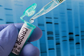 Die CRISPR/Cas-Technologie ist die bekannteste Methode, um gezielte Eingriffe ins Erbgut vorzunehmen.