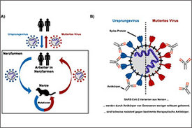 Die Einschleppung von SARS-CoV-2 in Nerzfarmen führt zur Entstehung von mutierten Viren, die teilweise der Kontrolle durch Antikörper entkommen.