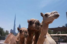 Kamele (hier: in Dubai) können das MERS-Virus auf den Menschen übertragen.