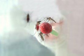 Drei Stechmücken der Art Culex pipiens bei der künstlichen Blutfütterung im Labor. 