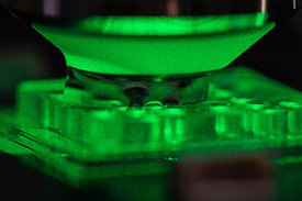 Eine Bakterienprobe (z. B. aus einer Patientenurinprobe) wird im Raman-Mikrofluidik-Chip mit grünem Laserlicht unter einem Mikroskop bestrahlt. 