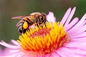 Die Honigbienen bilden antimikrobielle Peptide.