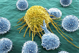 Immunzellen (blau) greifen eine Tumorzelle an. Diesen Mechanismus wollen Forscherinnen und Forscher für neuartige Krebstherapien nutzen.
