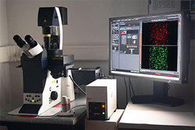 Unter dem Fluoreszenzmikroskop werden die gefährlichen Oligomere sichtbar.