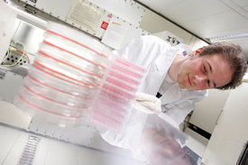 Wissenschaftler untersucht Petrischalen mit Zellkulturen im Labor. 