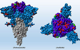 Spike-Protein der SARS-CoV-2 Omikron-Variante 