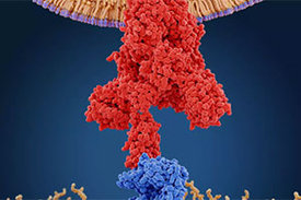 Das Spike-Protein des Coronavirus (rot) ermöglicht den eintritt des Virus in die menschliche Zelle durch Bindung an den ACE2-rezeptor (blau).