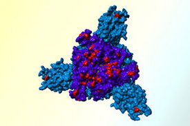 Schematische Darstellung des Spike-Proteins der Omikron-Variante (in der Aufsicht) mit Mutationen (rot) an der Rezeptor-Bindungs-Domäne (lila) und der N-terminalen Domäne (blau).