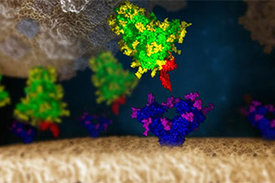 Das SARS-CoV-2-Virus interagiert mit einer menschlichen Zelle