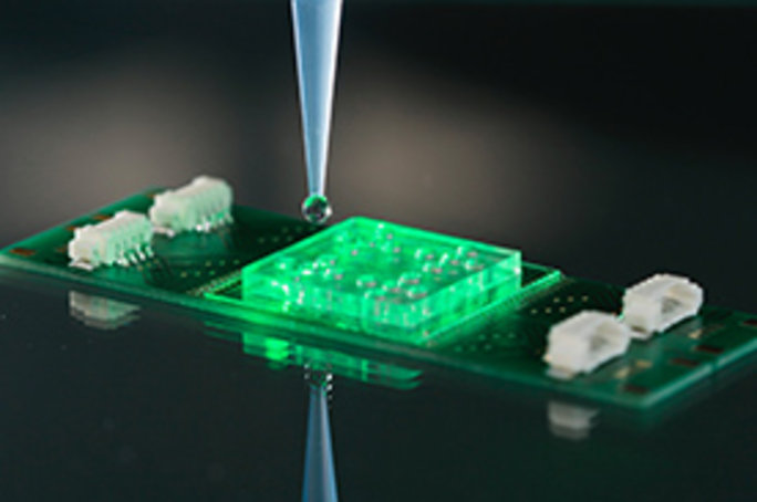 Eine Bakterienprobe (z. B. aus einer Patientenurinprobe) wird im Raman-Mikrofluidik-Chip mit grünem Laserlicht unter einem Mikroskop bestrahlt.