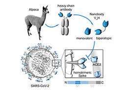 Herstellung von Nanobodies, um die virale Eintrittsstelle von SARS-CoV-2 zu blockieren
