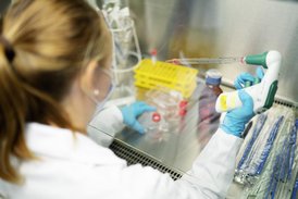 Im Labor werden Zellkulturen pipettiert, die für Experimente mit Erregern benötigt werden.