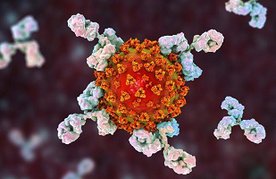 Bild von SARS Cov2 mit Antikörpern