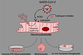 DZHK-Forscherinnen und Forscher konnten in Labormodellen zeigen, dass SARS-CoV-2 Herzmuskelzellen befallen kann. 
