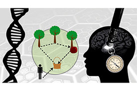 Grafische Darstellung des Aufbaus für einen Navigationstest: Rechts ein Kopf mit Kompass und Taschenlampe. In der Mitte ein Mensch und sein Weg zu drei Bäumen, einem Apfel und einem Korb. Links eine DNA. 